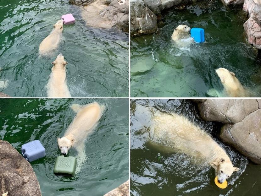 ホッキョクグマのおもちゃ