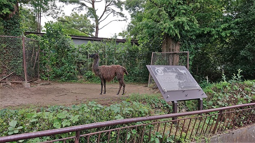 動物説明板ラマ　展示場の様子